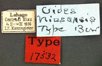 Media type: image;   Entomology 17532 Aspect: labels